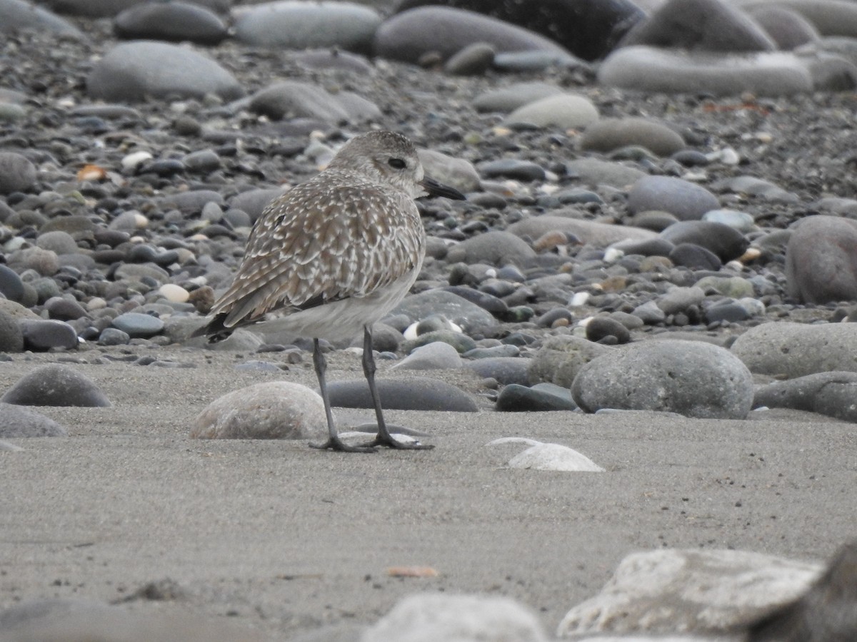 Black-bellied Plover - Heath Harlan