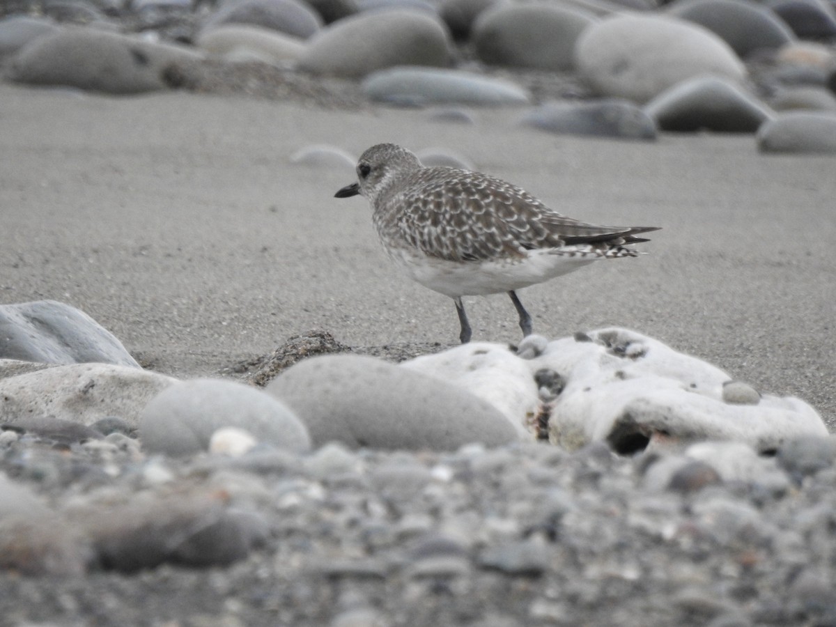 Black-bellied Plover - Heath Harlan