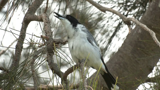 Gray Butcherbird - ML616928415