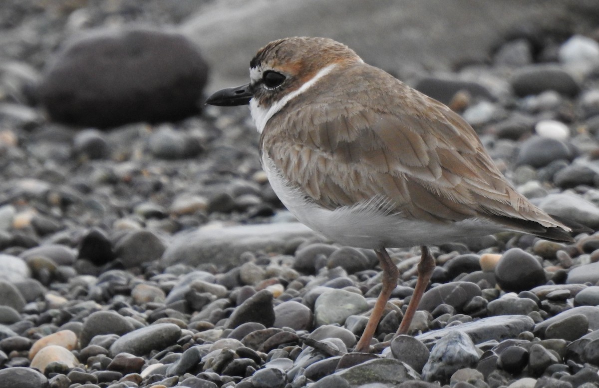 Wilson's Plover - ML616928430