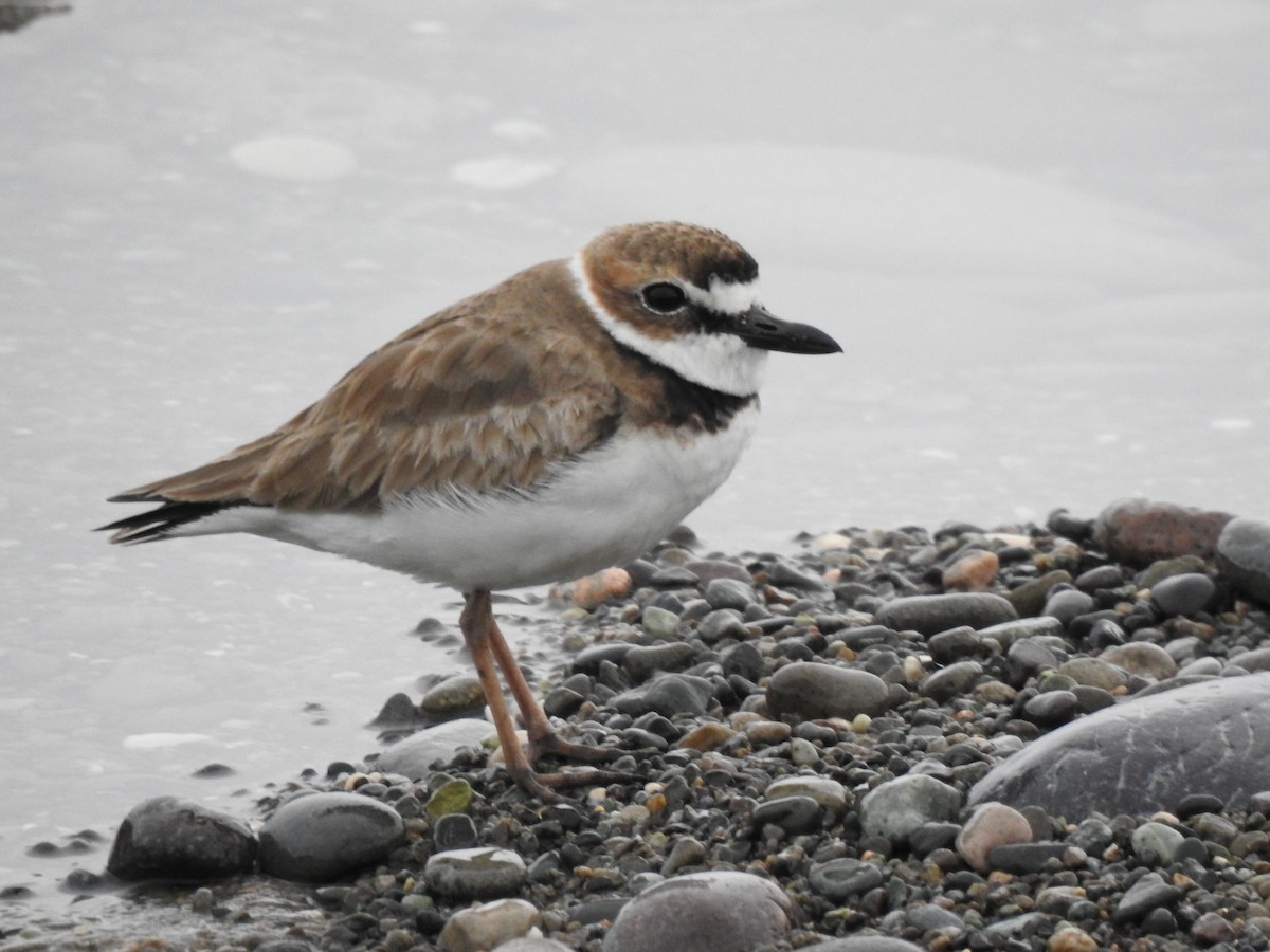 Wilson's Plover - ML616928431