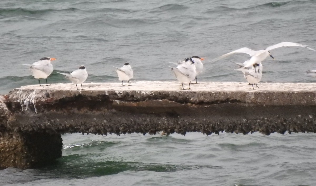 Sandwich Tern - ML616928435