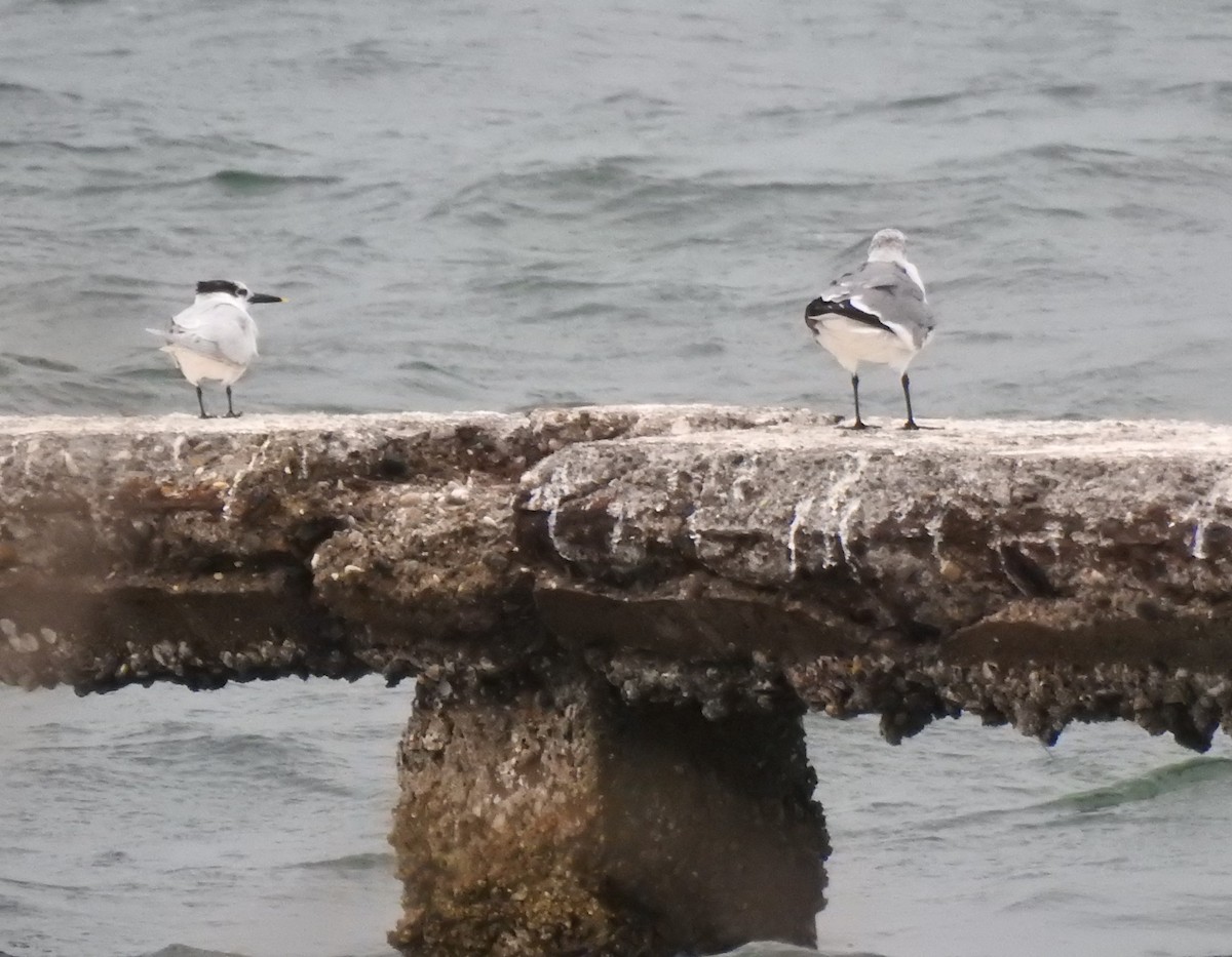 Laughing Gull - Heath Harlan