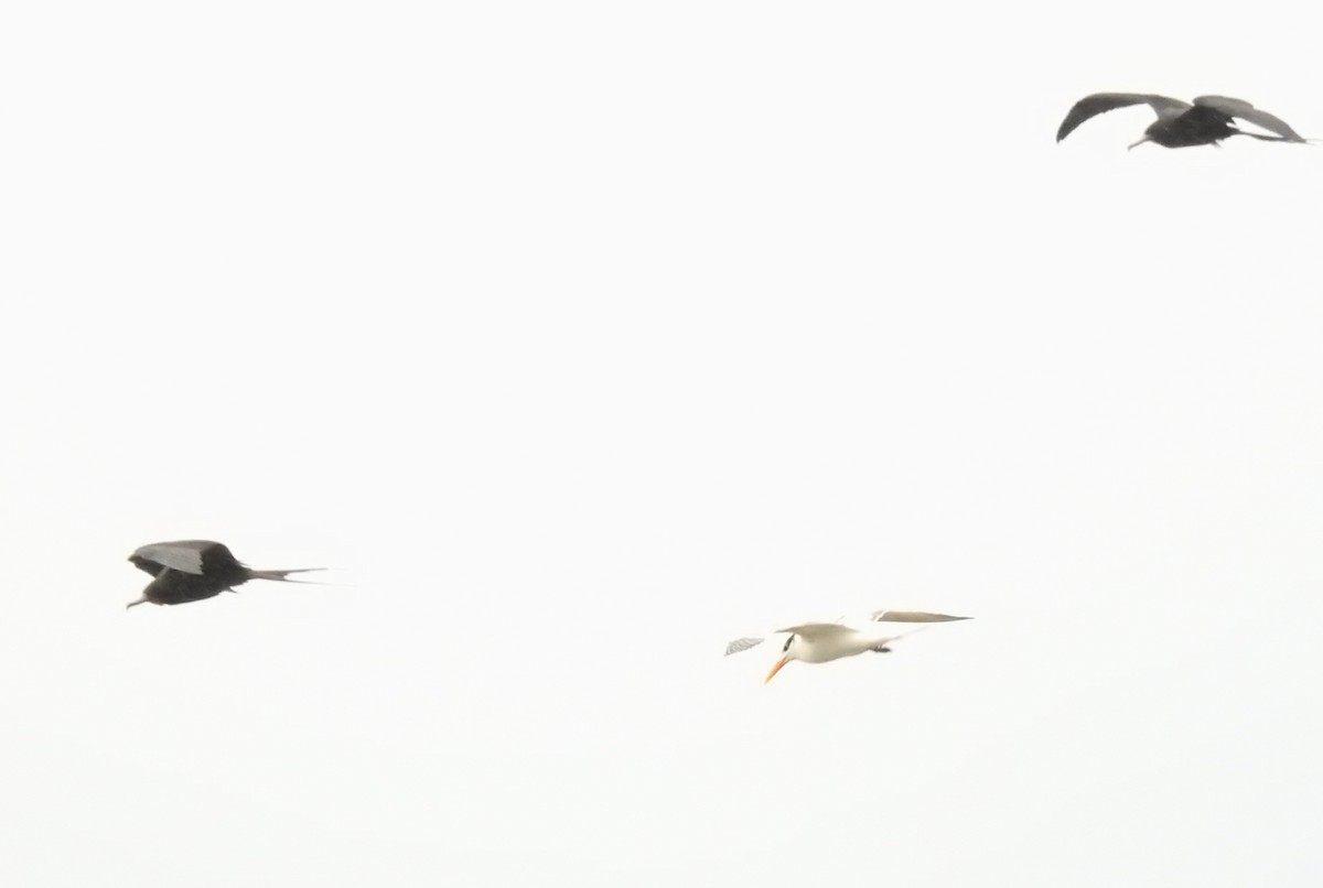 Magnificent Frigatebird - ML616928449