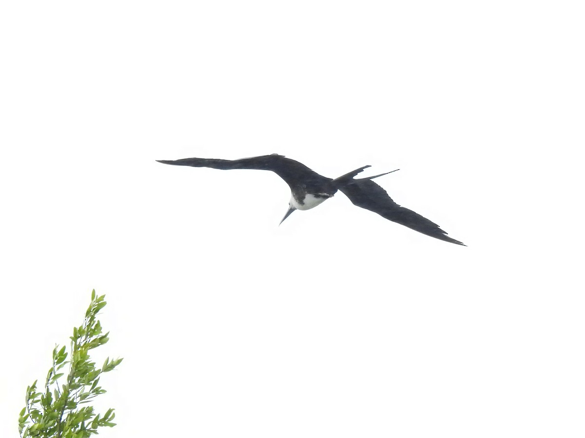 Magnificent Frigatebird - ML616928452