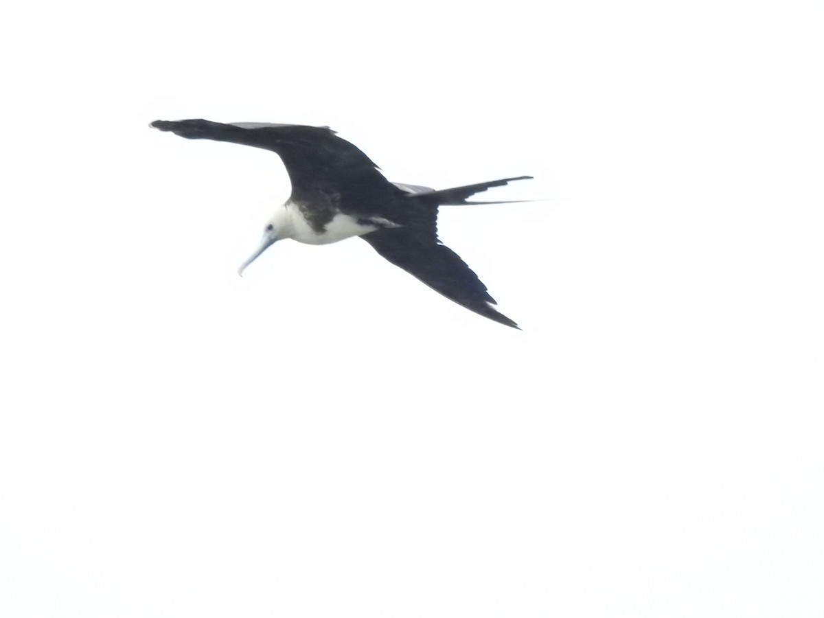 Magnificent Frigatebird - Heath Harlan