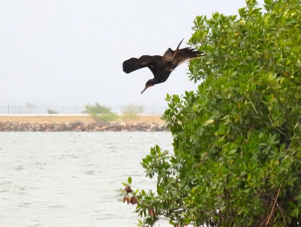 Magnificent Frigatebird - ML616928454