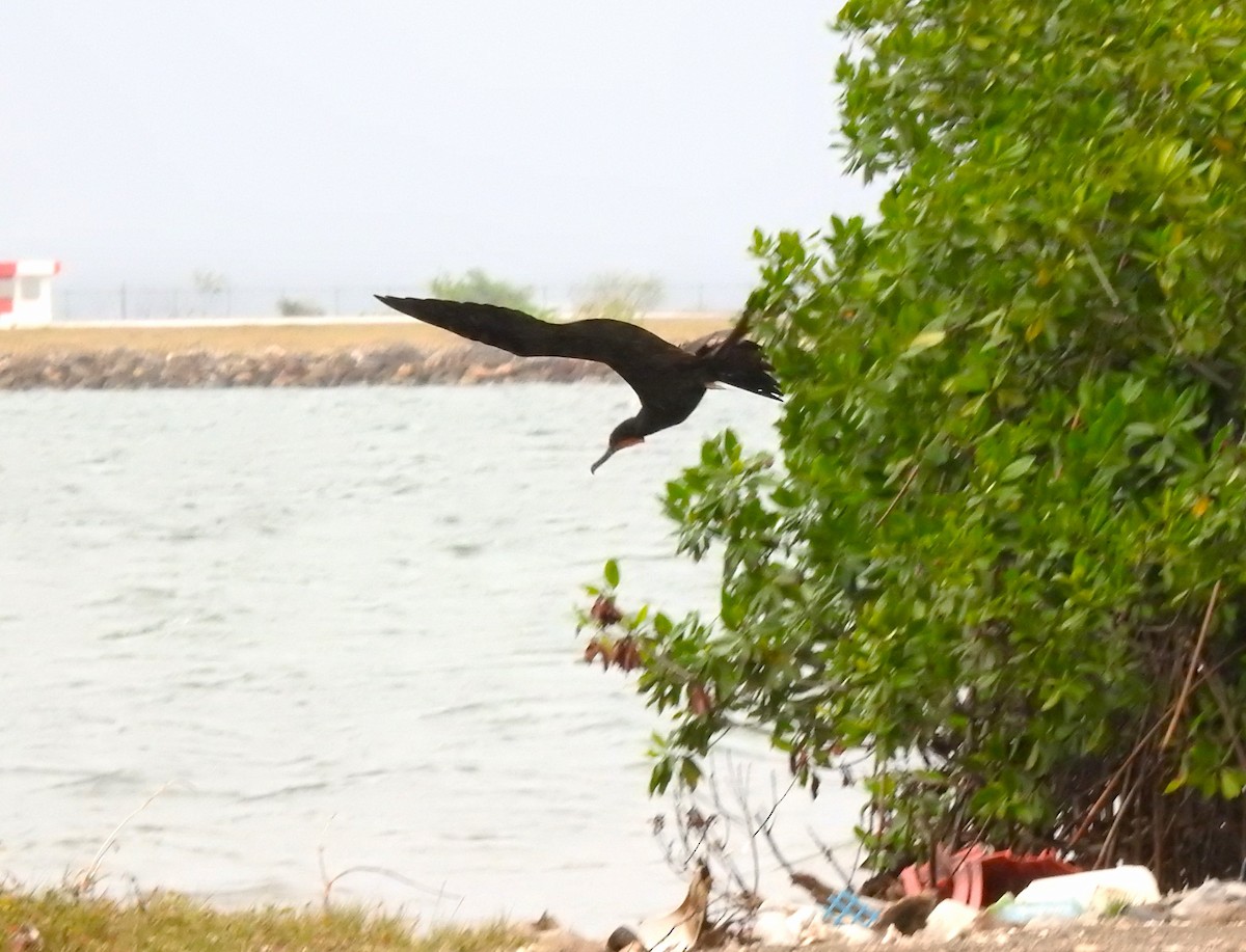 Magnificent Frigatebird - Heath Harlan