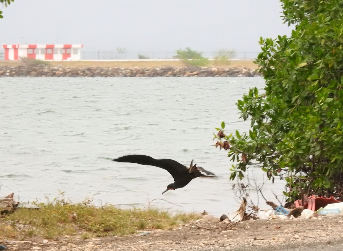 Magnificent Frigatebird - ML616928456