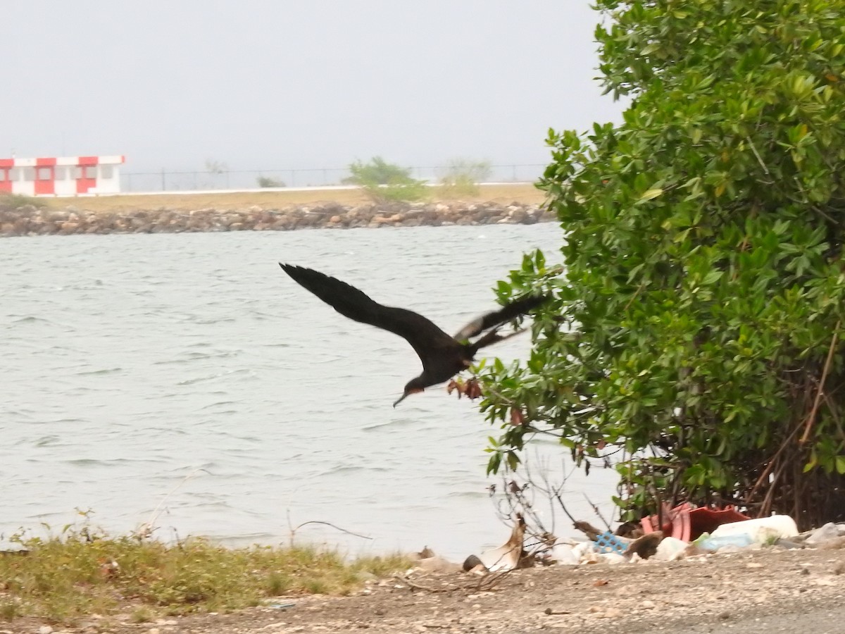 Magnificent Frigatebird - Heath Harlan