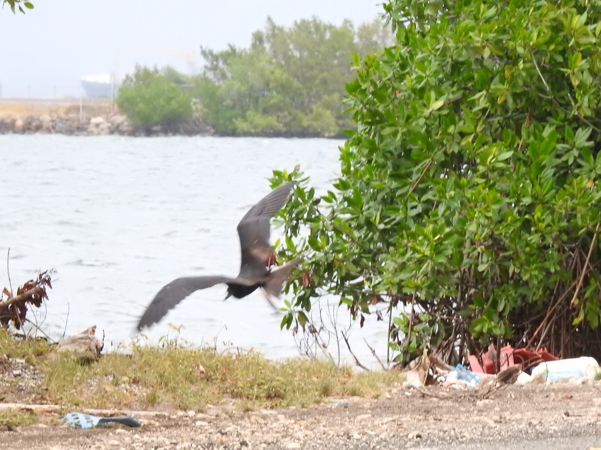 Magnificent Frigatebird - ML616928458