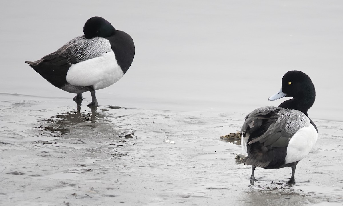 Greater Scaup - ML616928475
