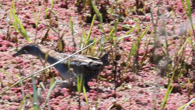 Baillon's Crake - ML616928504