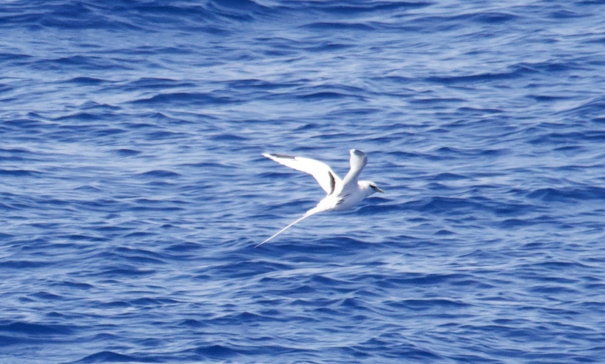 White-tailed Tropicbird - ML616928511