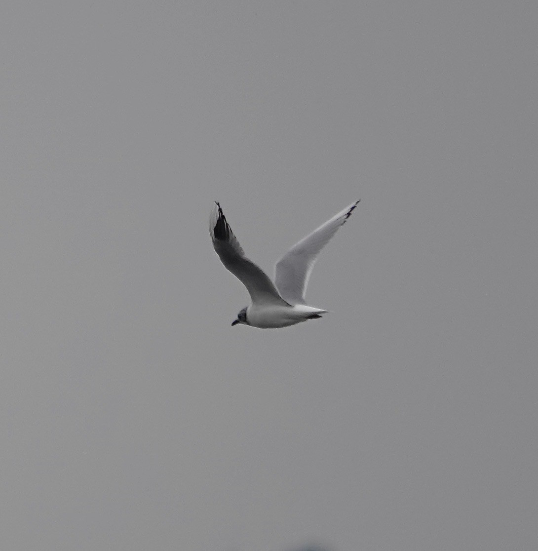 Saunders's Gull - ML616928544