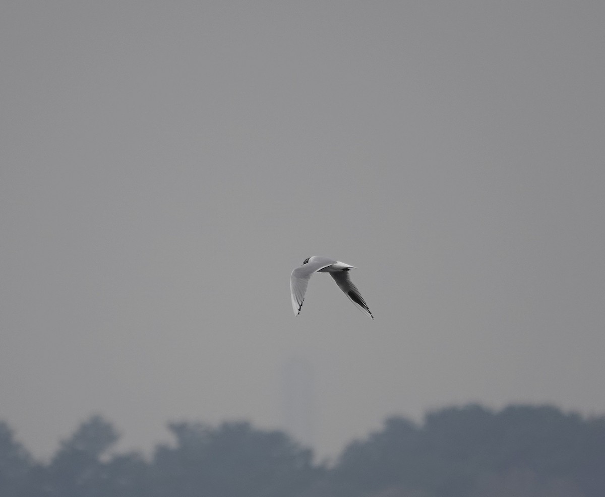 Saunders's Gull - ML616928545