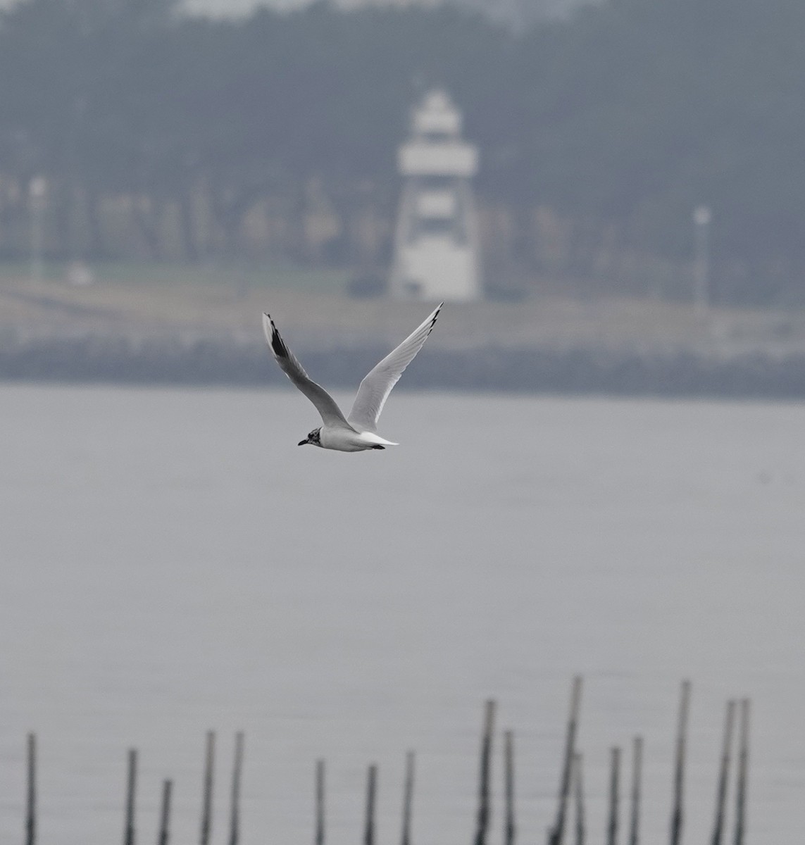 Saunders's Gull - ML616928546