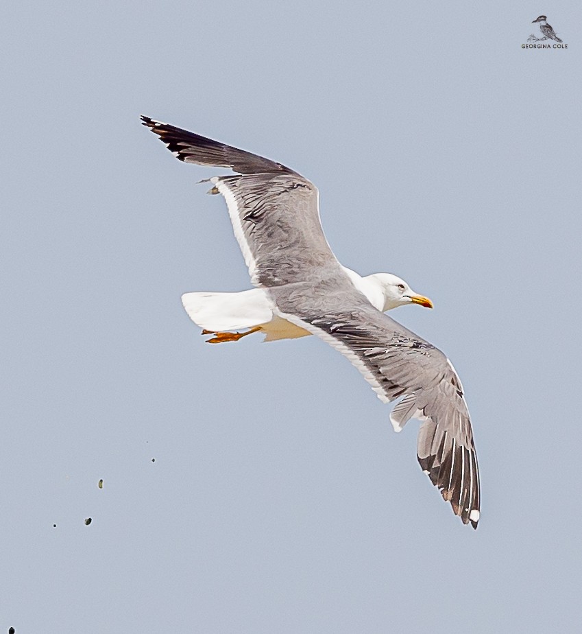 Lesser Black-backed Gull - Georgina Cole