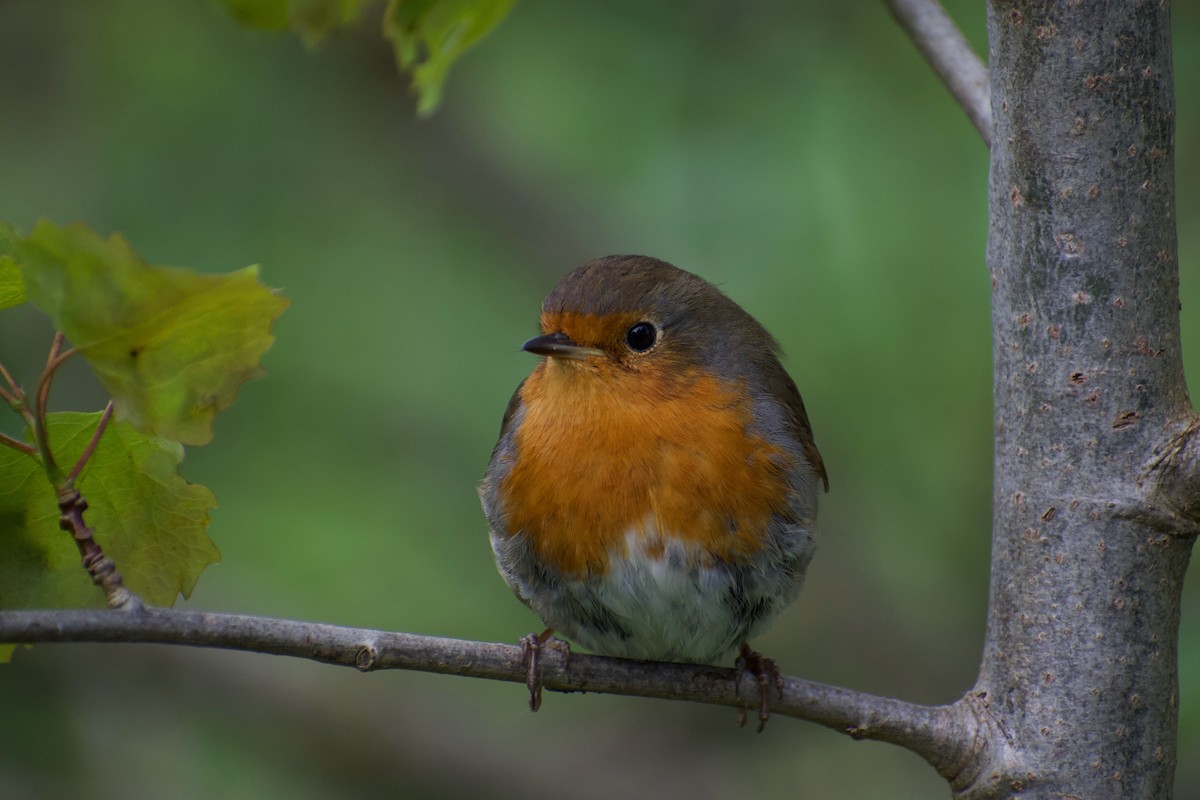 European Robin - ML616928700