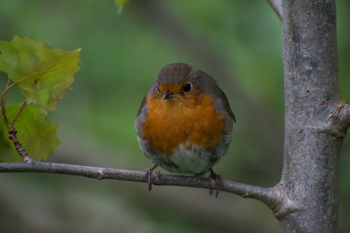 European Robin - ML616928704