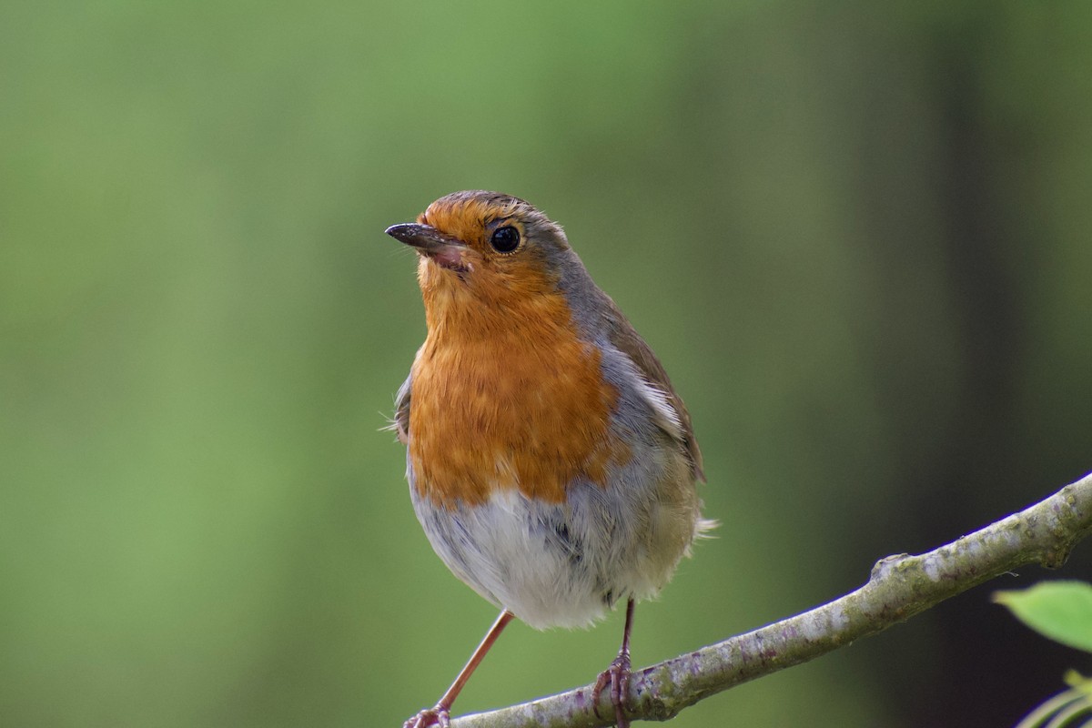 European Robin - ML616928707