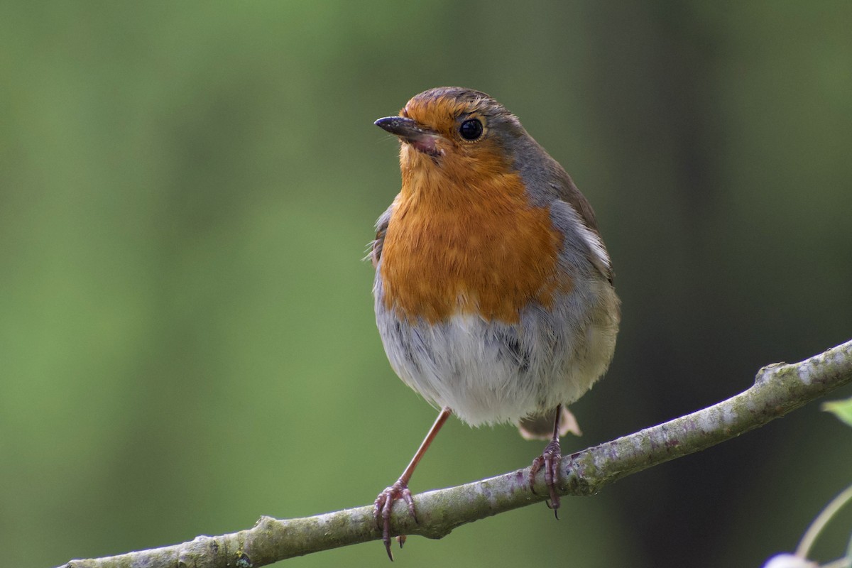 European Robin - ML616928709