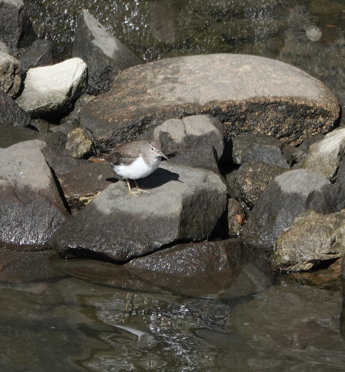 Common Sandpiper - ML616928719