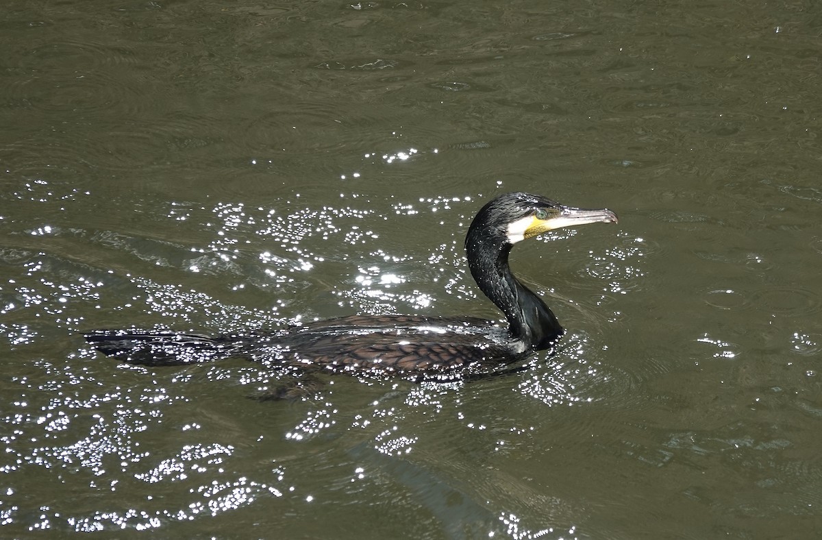 Great Cormorant - ML616928726