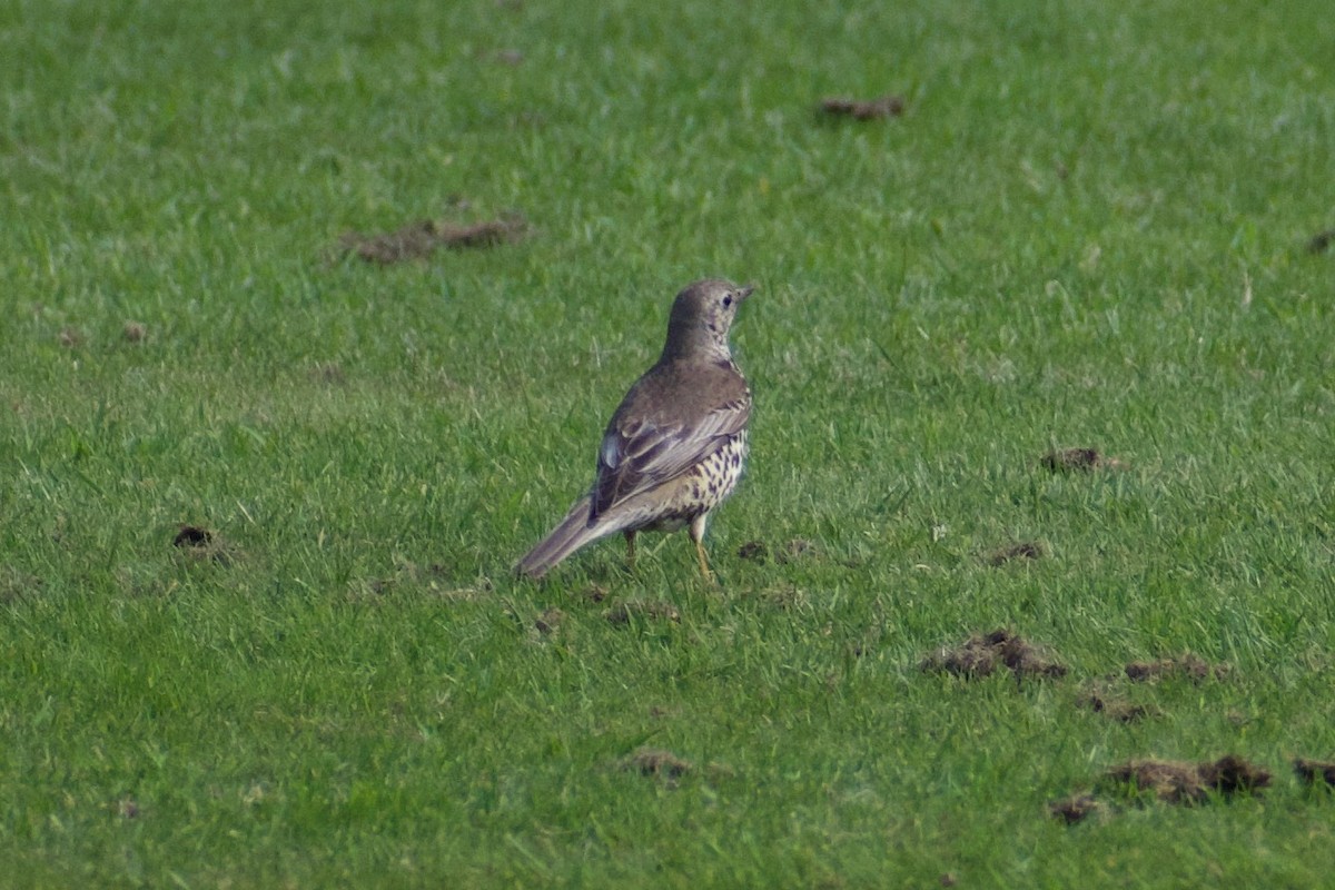 Mistle Thrush - ML616928727