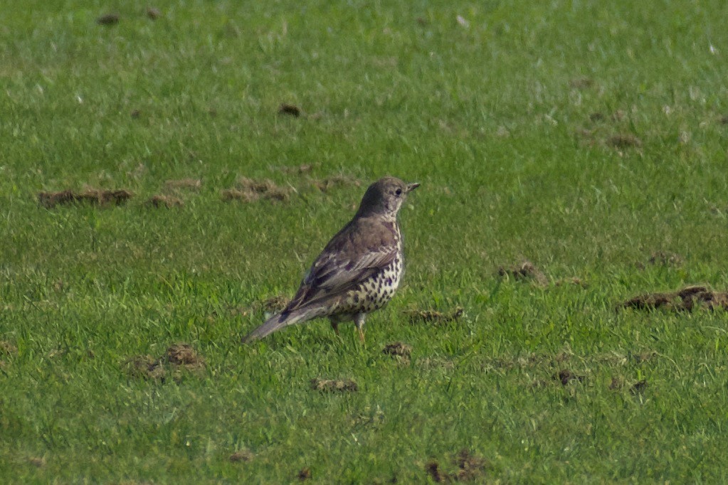 Mistle Thrush - ML616928728