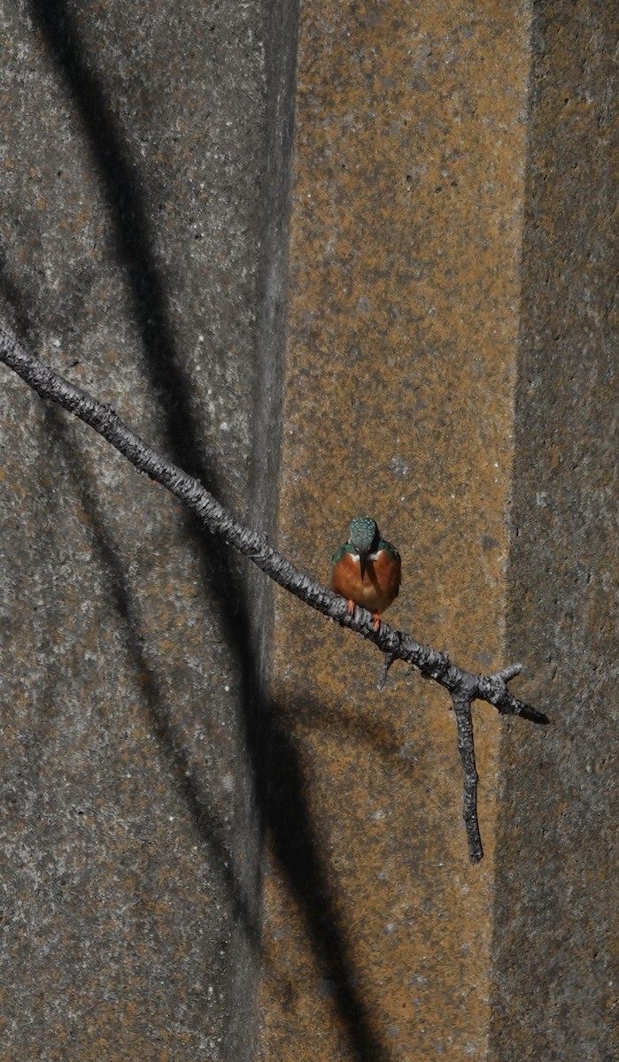 Common Kingfisher - ML616928730