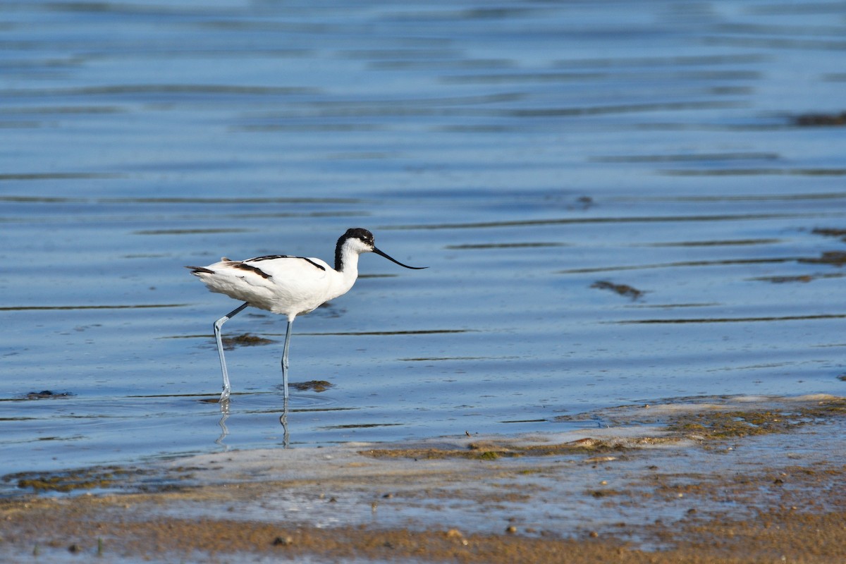 Pied Avocet - Alejandro Gómez Vilches