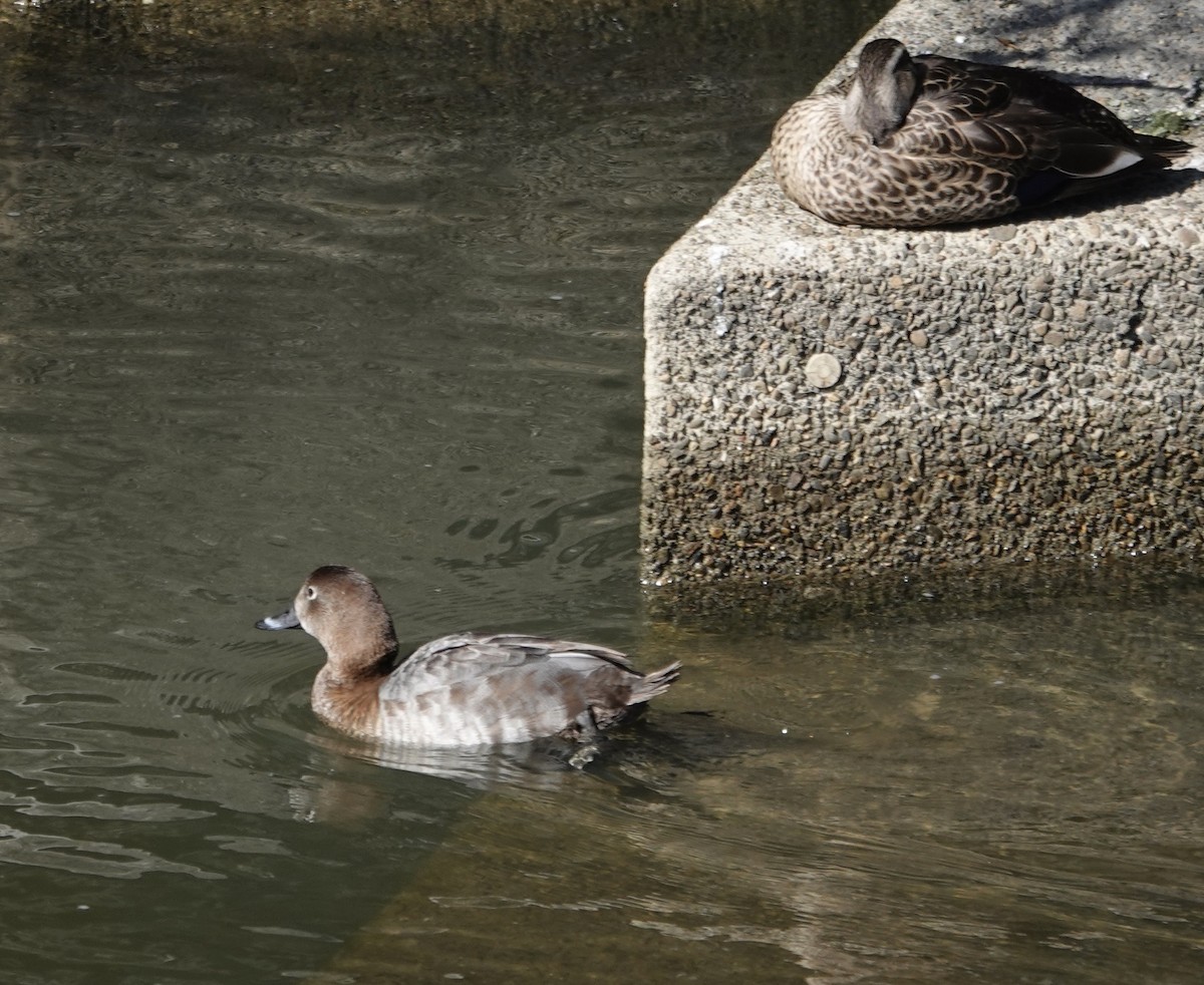 Common Pochard - ML616928735