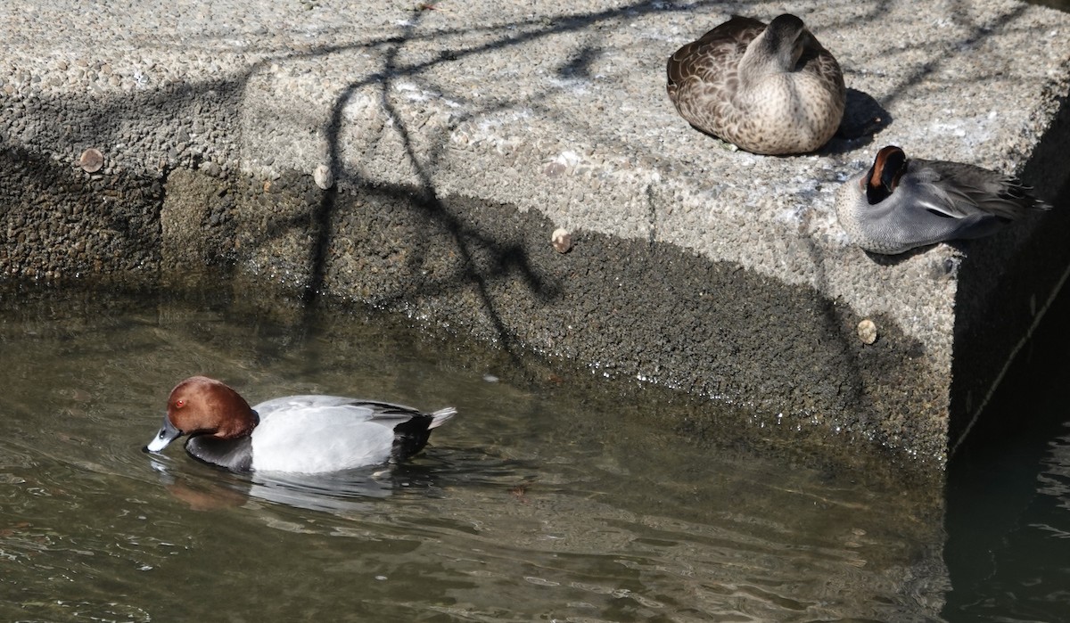 Common Pochard - ML616928736