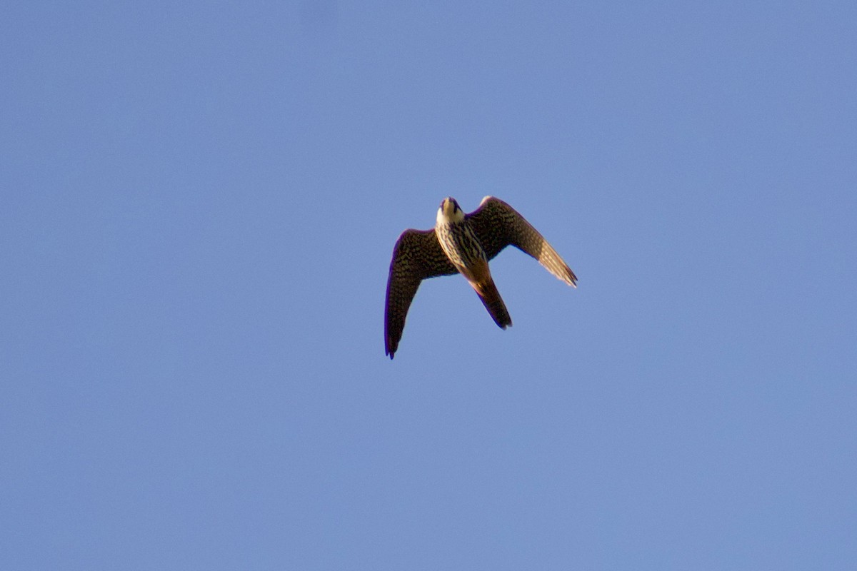 Eurasian Hobby - ML616928740