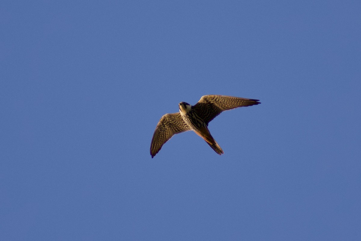 Eurasian Hobby - ML616928741