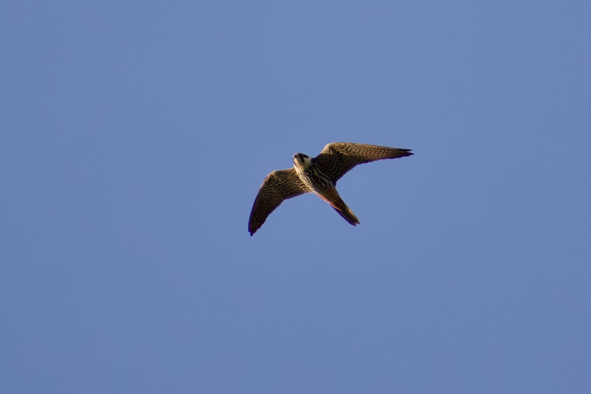 Eurasian Hobby - ML616928742