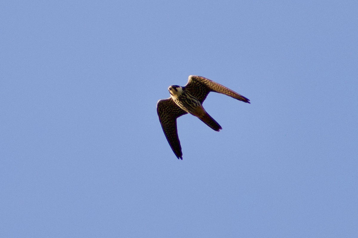 Eurasian Hobby - ML616928743