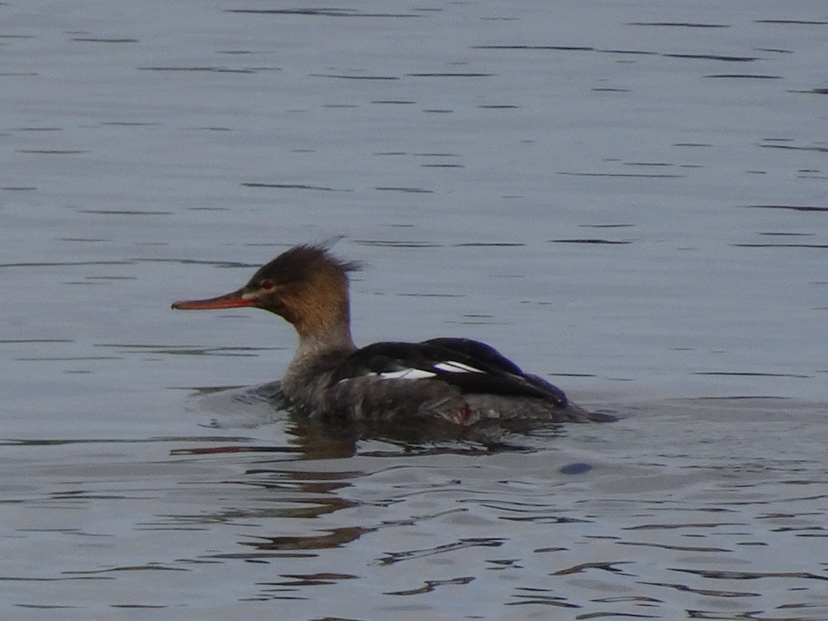 Red-breasted Merganser - ML616928747