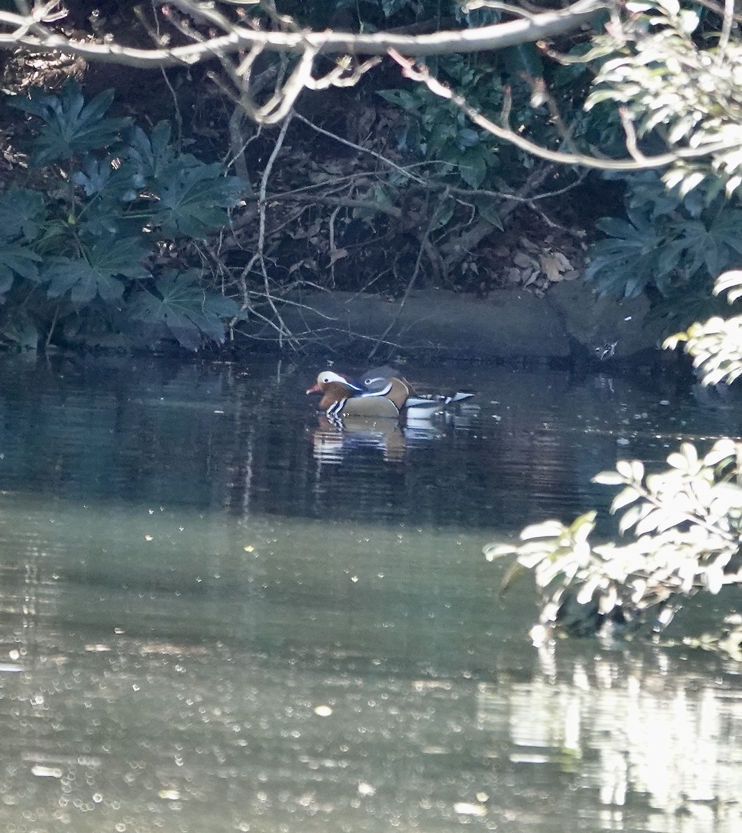 Mandarin Duck - ML616928749