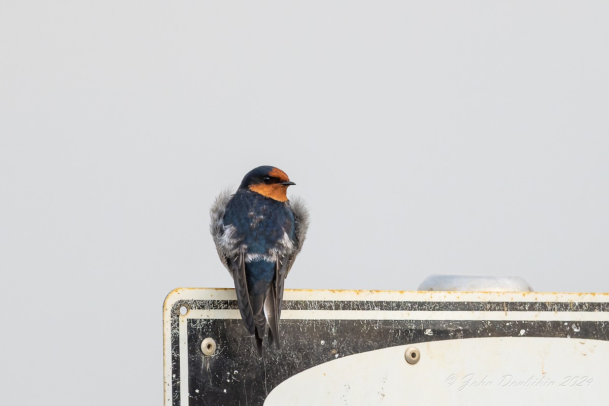 Golondrina Australiana - ML616928778