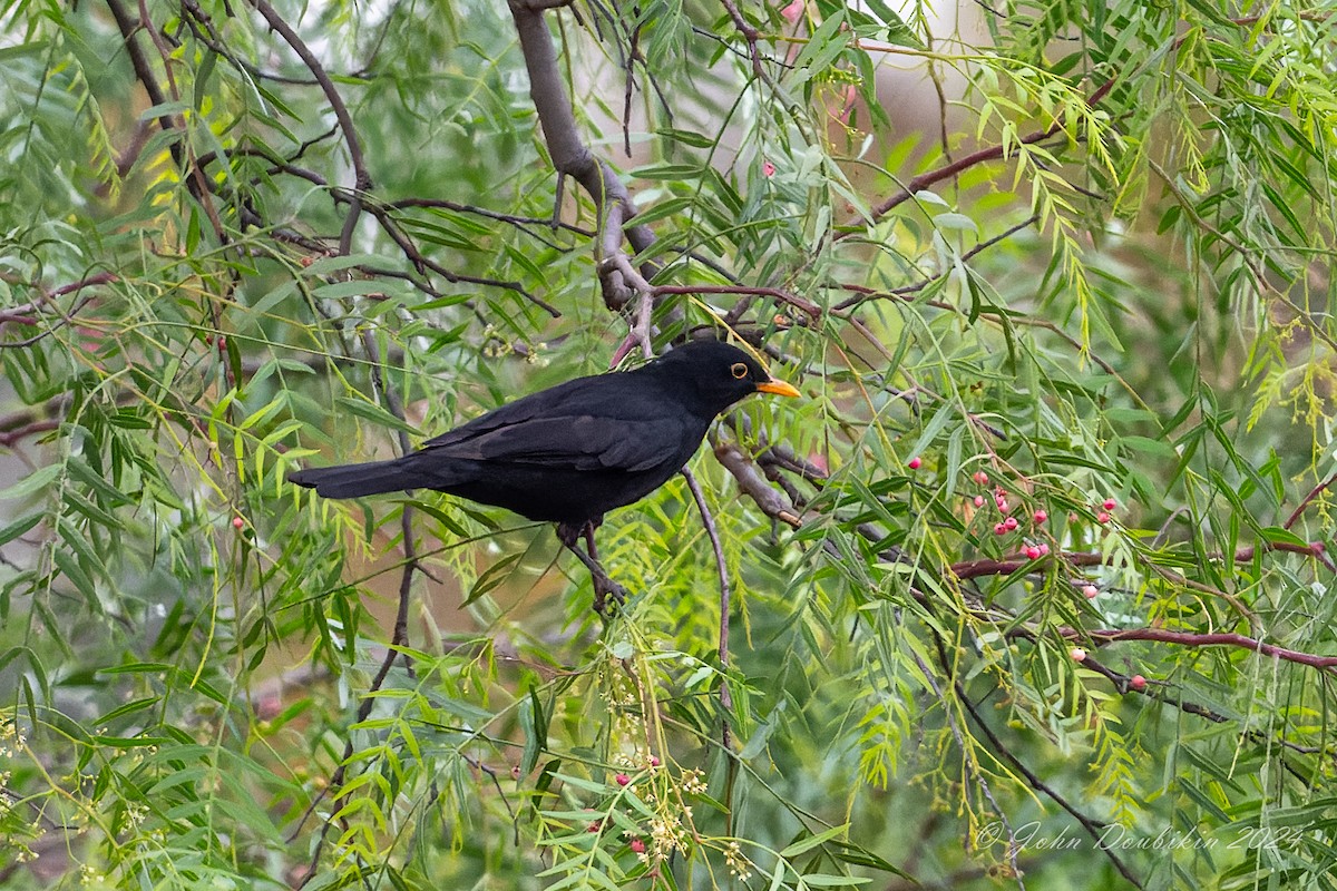 Eurasian Blackbird - ML616928782