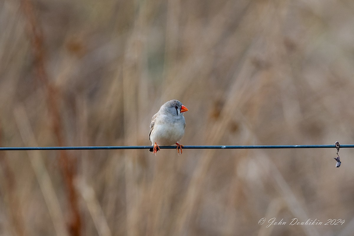 zebřička pestrá - ML616928789
