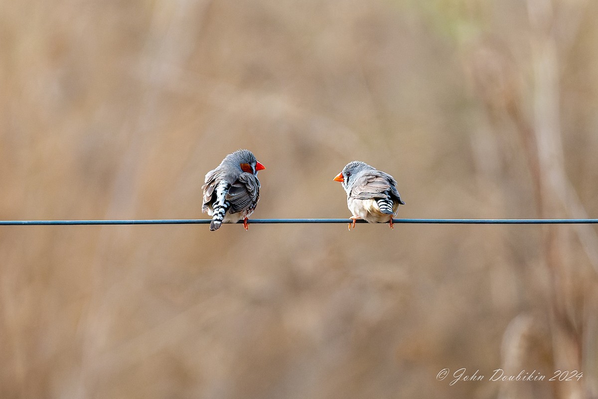 Zebra Finch - ML616928790