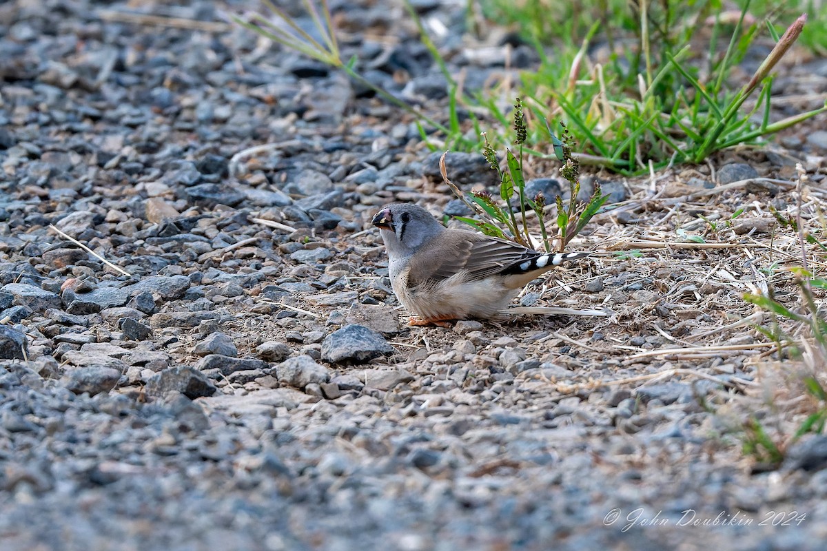 zebřička pestrá - ML616928791