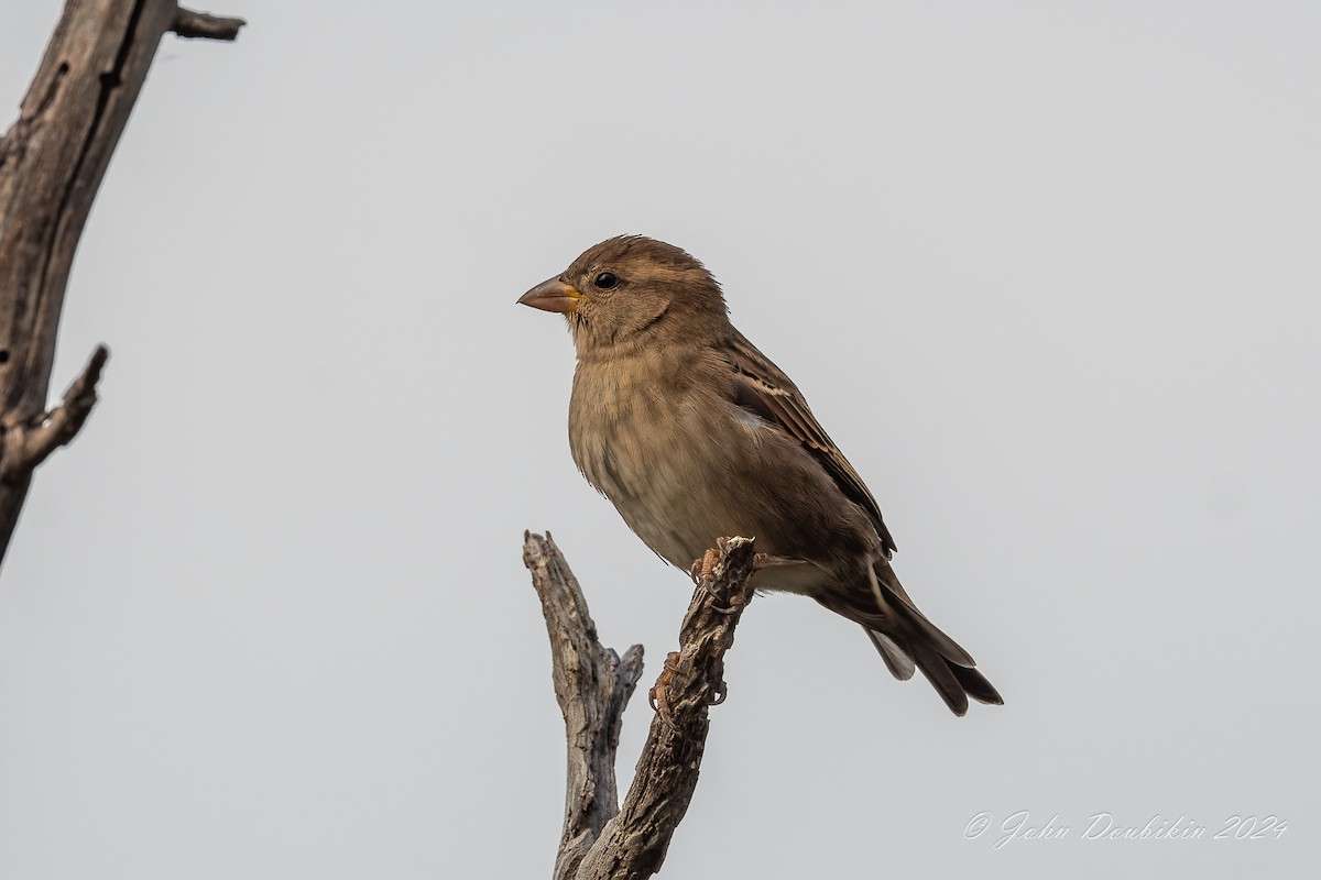 House Sparrow - ML616928794