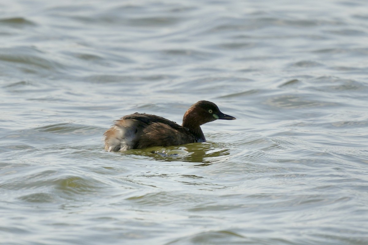 Little Grebe - ML616928799