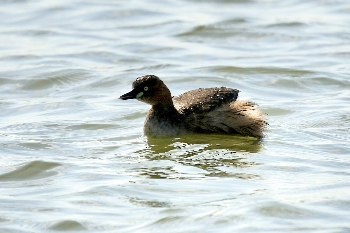 Little Grebe - ML616928800