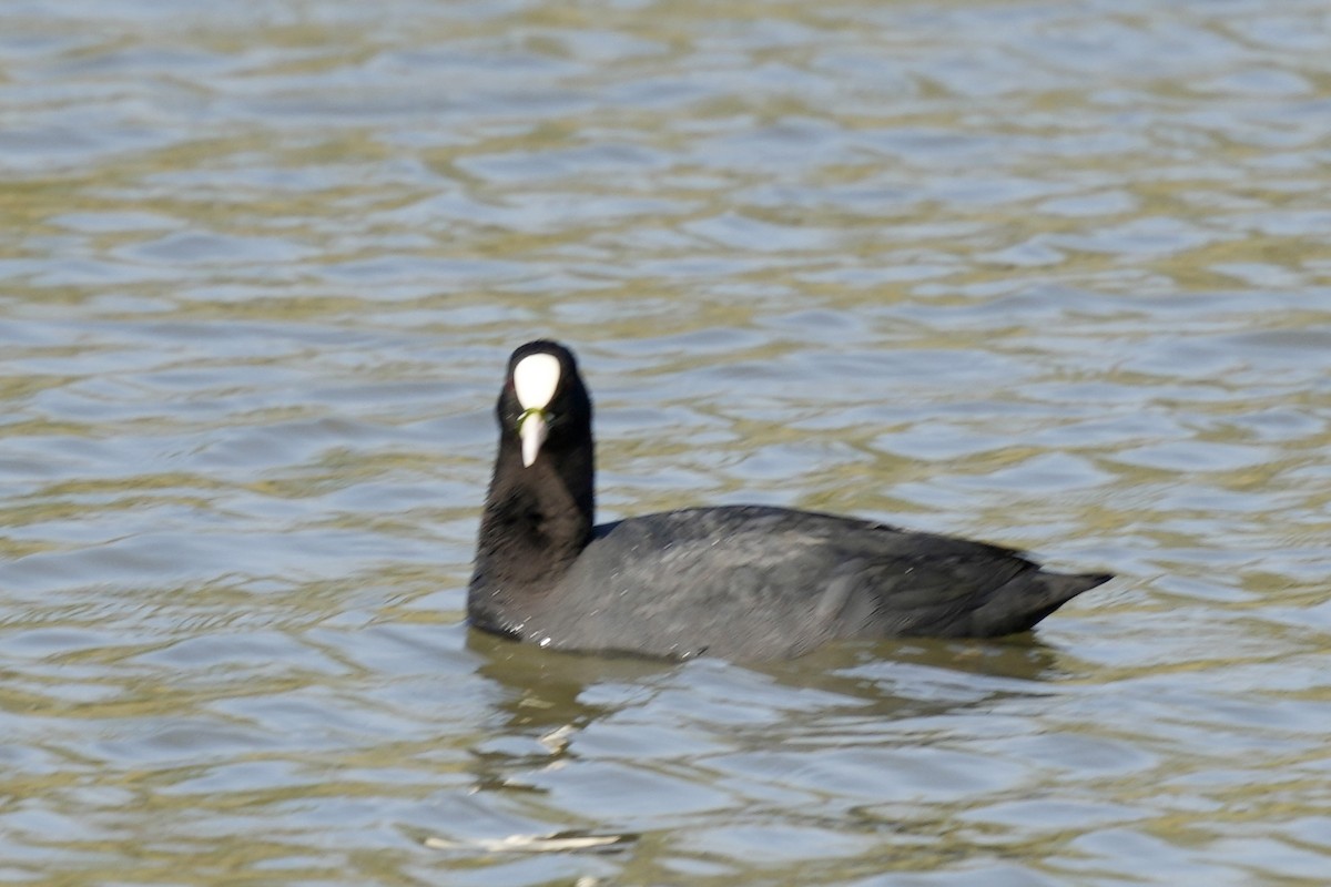 Eurasian Coot - Pine Cone