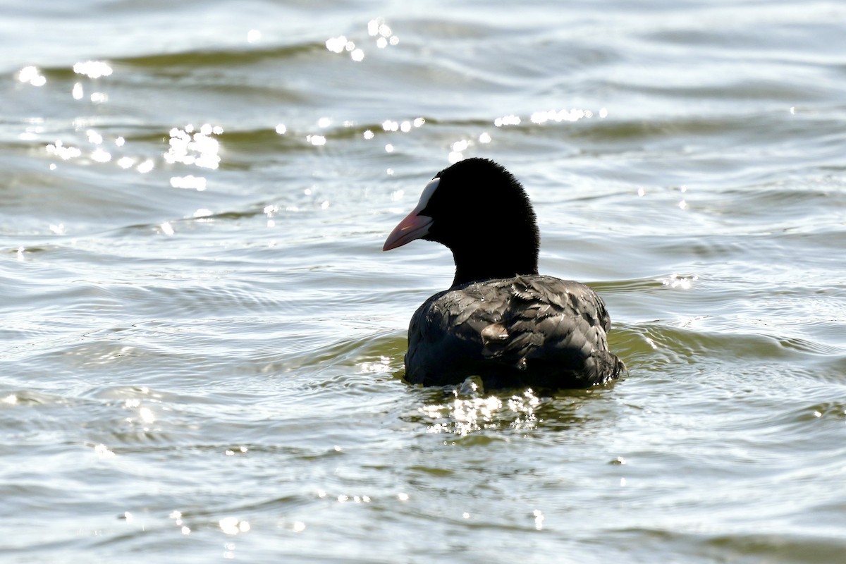 Eurasian Coot - Pine Cone